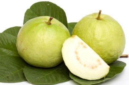 امرود اور اس کے اہم فوائد