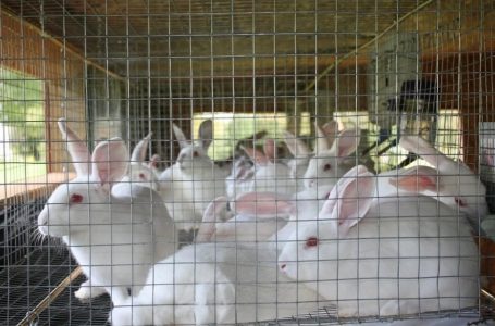How to start Rabbit Farming Business in Pakistan