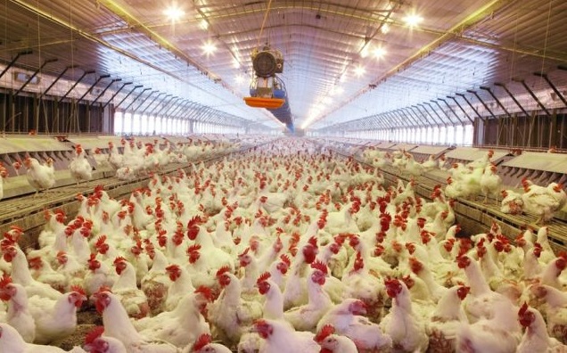 How to start a Chicken Poultry farm Business From Scratch in Urdu