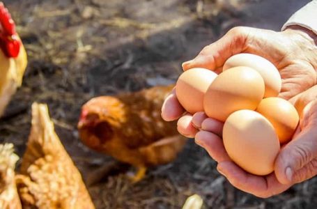 How to get eggs from chickens in winter