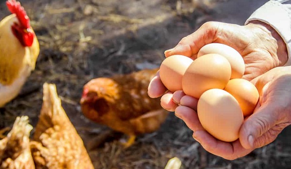 How to get eggs from chickens in winter