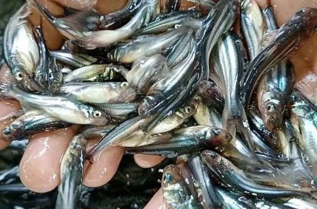 How to start a Fish Farming Business in Pakistan